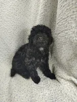 Allie, a male Cavapoo for sale in Stoutland, MO – Photo 3 of 3