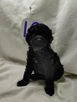 Allie, a male Cavapoo for sale in Stoutland, MO – Photo 5 of 7