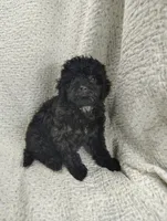 Allie, a male Cavapoo for sale in Stoutland, MO – Photo 2 of 3