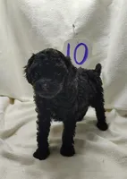 Allie, a male Cavapoo for sale in Stoutland, MO – Photo 3 of 7