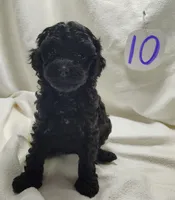 Allie, a male Cavapoo for sale in Stoutland, MO – Photo 1 of 7