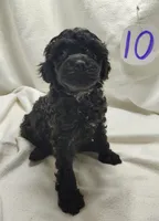 Allie, a male Cavapoo for sale in Stoutland, MO – Photo 4 of 7