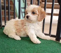 Trixie, a female Cavachon for sale in Stoutland, MO – 7 of 10