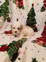 Happy, a male Havapoo for sale in Stoutland, MO – 5 of 6