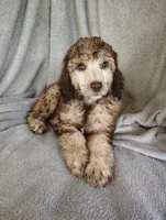 Sylvester , a male Poodle - Standard  for sale in Stoutland, MO – 5 of 5