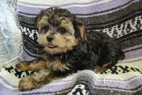 Leo, a male Maltipoo and Yorkshire Terrier for sale in Stoutland, MO – 4 of 7