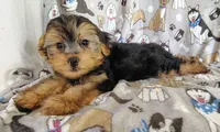 Nick, a male Maltipoo and Yorkshire Terrier for sale in Stoutland, MO – 4 of 7