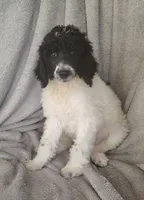Sonny, a male Poodle - Standard  for sale in Stoutland, MO – 2 of 9