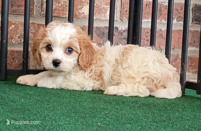 Trixie – Cavachon puppy for sale in Stoutland, MO
