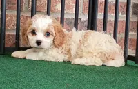 Trixie, a female Cavachon for sale in Stoutland, MO – 1 of 10