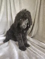 Stephanie, a female Poodle - Standard  for sale in Stoutland, MO – 3 of 9