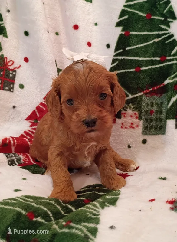 Taylor – Cavapoo puppy for sale in Stoutland, MO