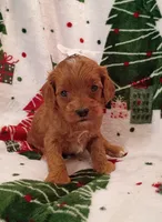 Taylor, a female Cavapoo for sale in Stoutland, MO – 1 of 4