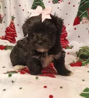 Hallie, a female Havapoo for sale in Stoutland, MO – 1 of 6