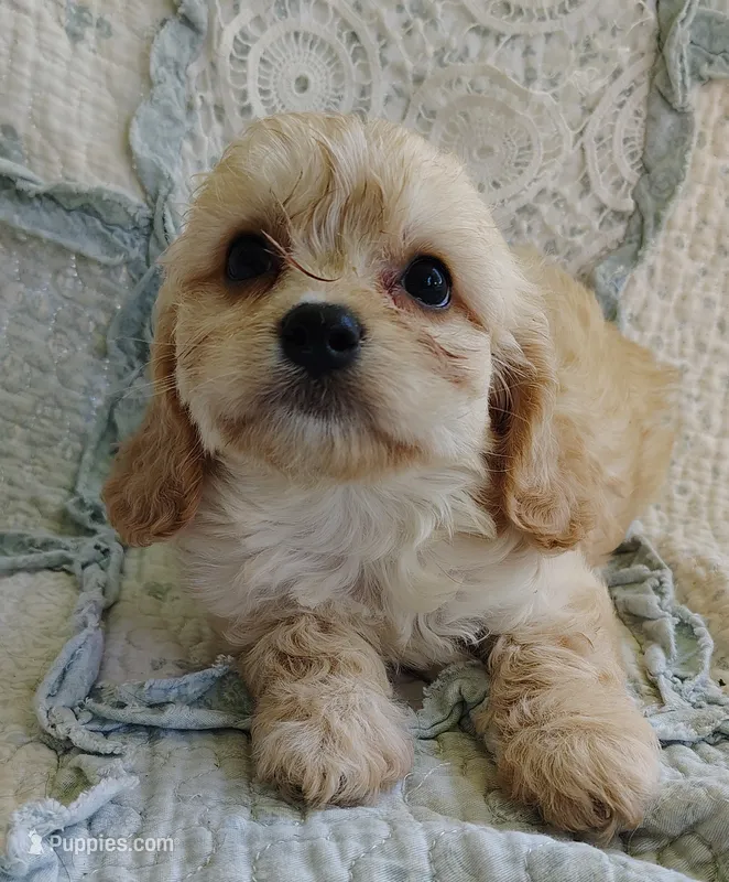 Terrance  – Cavachon puppy for sale in Stoutland, MO