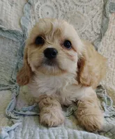 Terrance , a male Cavachon for sale in Stoutland, MO – 1 of 4