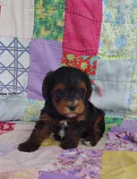 Samuel , a male Yorkipoo for sale in Stoutland, MO – 6 of 10