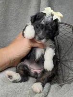 Aurora , a female Poodle - Miniature  and Miniature Aussiedoodle for sale in Stoutland, MO – 3 of 5