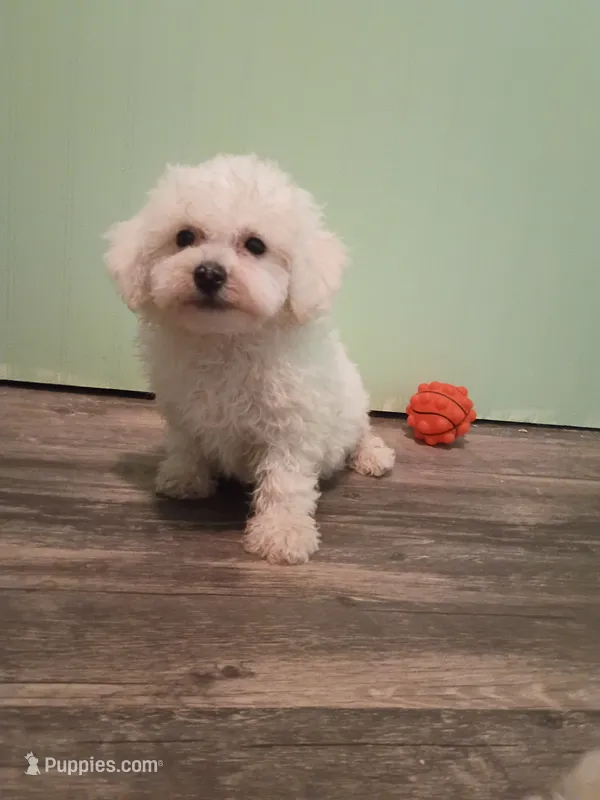 Kevin – Bichon Frise puppy for sale in Stoutland, MO