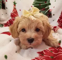 Maddie, a female Maltipoo for sale in Stoutland, MO – 2 of 7