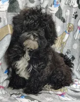 Danny, a male Shihpoo for sale in Stoutland, MO – Photo 5 of 6