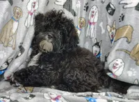 Danny, a male Shihpoo for sale in Stoutland, MO – Photo 4 of 6