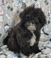 Danny, a male Shihpoo for sale in Stoutland, MO – Photo 6 of 6