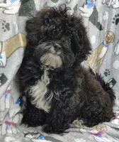 Danny, a male Shihpoo for sale in Stoutland, MO – Photo 2 of 6