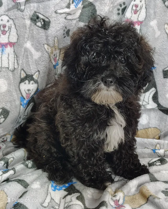 Danny – Shihpoo puppy for sale in Stoutland, MO