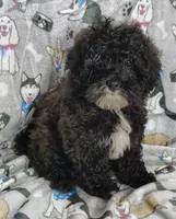 Danny, a male Shihpoo for sale in Stoutland, MO – Photo 1 of 6