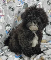 Danny, a male Shihpoo for sale in Stoutland, MO – Photo 3 of 6