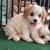 Tracie, a female Cavachon for sale in Stoutland, MO – 6 of 10