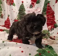 Hallie, a female Havapoo for sale in Stoutland, MO – 4 of 6