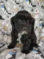 Amanda , a female Cavapoo and Poodle - Miniature  for sale in Stoutland, MO – 3 of 8