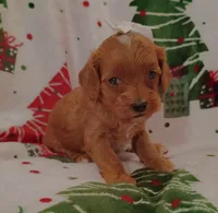 Taylor, a female Cavapoo for sale in Stoutland, MO – 2 of 4