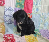 Allen, a male Cavapoo and Poodle - Miniature  for sale in Stoutland, MO – 5 of 6