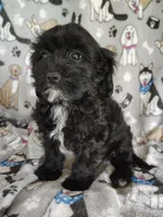 Amanda , a female Cavapoo and Poodle - Miniature  for sale in Stoutland, MO – 5 of 8