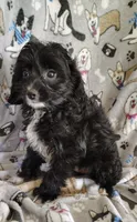 Allen, a male Cavapoo and Poodle - Miniature  for sale in Stoutland, MO – 5 of 7