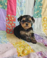 Leo, a male Maltipoo and Yorkshire Terrier for sale in Stoutland, MO – 7 of 9