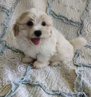 Cody, a male Havanese for sale in Stoutland, MO – 3 of 7