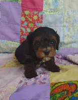 Samuel , a male Yorkipoo for sale in Stoutland, MO – 2 of 10