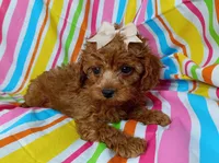 Reba, a female Cavapoo for sale in Stoutland, MO – 4 of 4