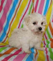 Hillary, a female Havanese for sale in Stoutland, MO – 3 of 5
