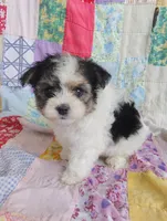Layla, a female Maltipoo and Yorkshire Terrier for sale in Stoutland, MO – 4 of 9