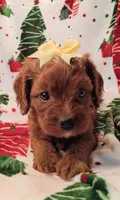 Laura, a female Cavapoo for sale in Stoutland, MO – 3 of 8