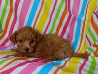 Robby, a male Cavapoo for sale in Stoutland, MO – 2 of 4
