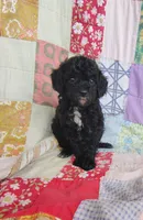 Allie, a female Cavapoo and Poodle - Miniature  for sale in Stoutland, MO – 1 of 5