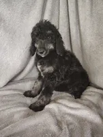 Sarah, a female Poodle - Standard  for sale in Stoutland, MO – 3 of 7