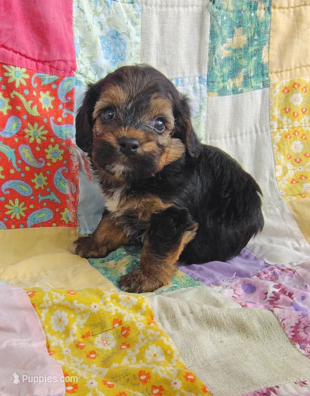 Michael  – Yorkipoo puppy for sale in Stoutland, MO
