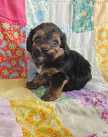 Michael , a male Yorkipoo for sale in Stoutland, MO – 1 of 10